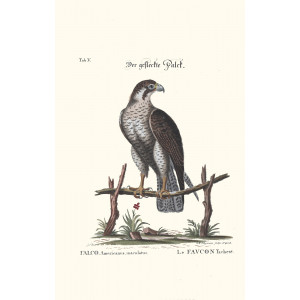 Seligmann - Der geflechte Falck