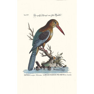 Seligmann - Der grose Eisvogel vom Flus Gambia