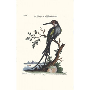 Seligmann - Der Eisvogel mit dem Schwalbenschwans