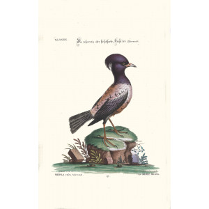 Seligmann - Die rosenrothe oder fleischfarbe Amsel des Altrovandi