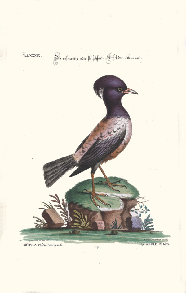 Seligmann - Die rosenrothe oder fleischfarbe Amsel des Altrovandi