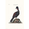Seligmann - Der brasilische Fasan - Image 2