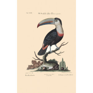 Seligmann - Die Brasilische Elster Toucan