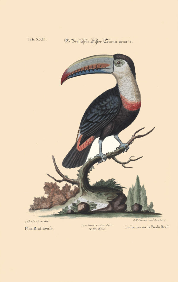 Seligmann - Die Brasilische Elster Toucan