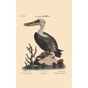 Seligmann - Der americanische Pelican