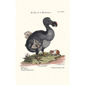 Seligmann - Der Dodo und das Meerschweingen