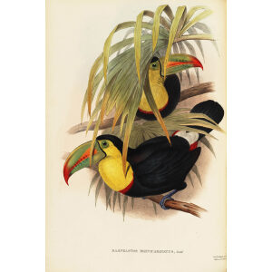 John Gould - Short billed Toucan - A Monograph of the Ramphastidae, or Family of Toucans - Museum quality giclee print