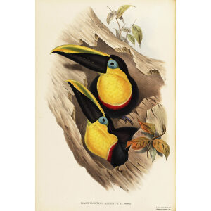 John Gould - Doubtful Toucan - A Monograph of the Ramphastidae, or Family of Toucans - Museum quality giclee print