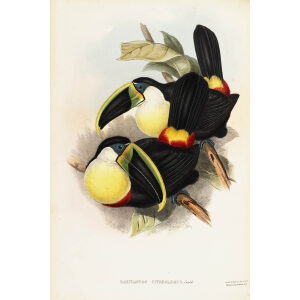 John Gould - Citron breasted Toucan - A Monograph of the Ramphastidae, or Family of Toucans - Museum quality giclee print