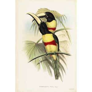 John Gould - Prince Maximilians's Aracari - A Monograph of the Ramphastidae, or Family of Toucans - Museum quality giclee print