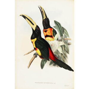 John Gould - Red rumped Aracari - A Monograph of the Ramphastidae, or Family of Toucans - Museum quality giclee print