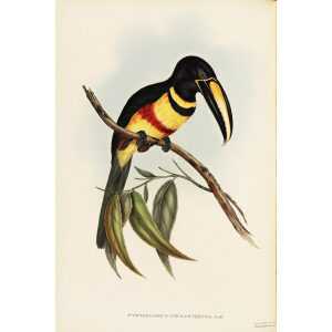 John Gould - Double banded Aracari - A Monograph of the Ramphastidae, or Family of Toucans - Museum quality giclee print