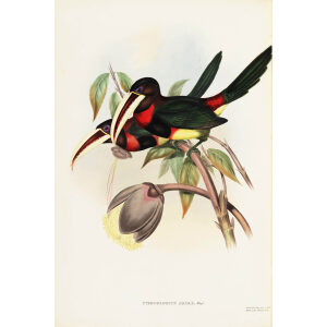 John Gould - Azara's Aracari - A Monograph of the Ramphastidae, or Family of Toucans - Museum quality giclee print