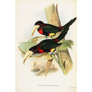 John Gould - Yellow billed Aracari - A Monograph of the Ramphastidae, or Family of Toucans - Museum quality giclee print
