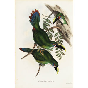 John Gould - White-banded Groove-bill - A Monograph of the Ramphastidae, or Family of Toucans - Museum quality giclee print