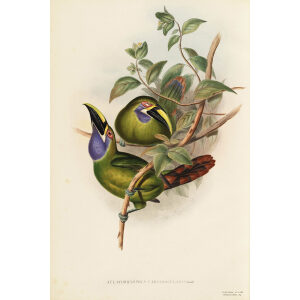 John Gould - Blue-throated Groove-bill - A Monograph of the Ramphastidae, or Family of Toucans - Museum quality giclee print