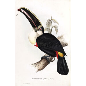 Cuvier's Toucan Plate 033 John Gould A Monograph of Ramphastidae or Family of Toucans