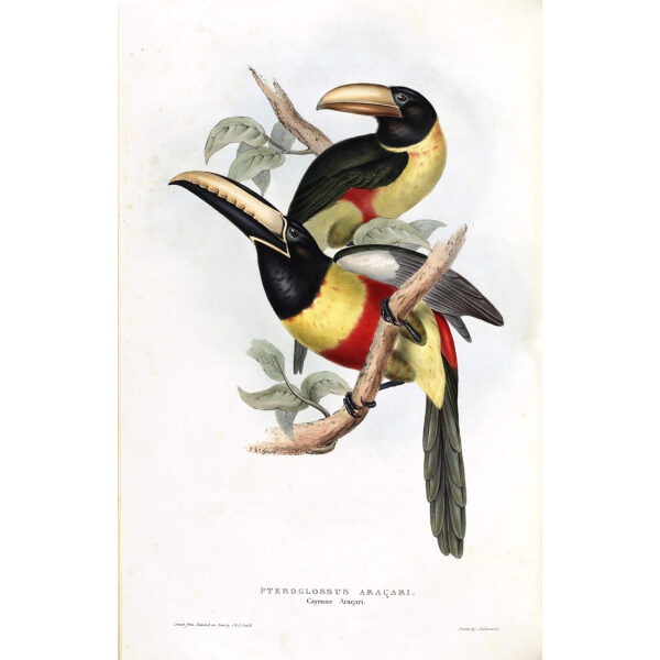Chestnut Eared Aracari Plate 079 John Gould A Monograph of Ramphastidae or Family of Toucans