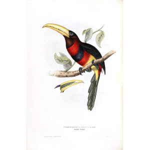 Banded Aracari Plate 095 John Gould A Monograph of Ramphastidae or Family of Toucans