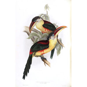 Curl Crested Aracari Plate 099 John Gould A Monograph of Ramphastidae or Family of Toucans