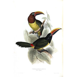 Green Aracari Plate 111 John Gould A Monograph of Ramphastidae or Family of Toucans