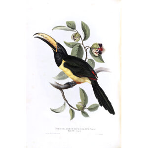 Humboldts Aracari Plate 115 John Gould A Monograph of Ramphastidae or Family of Toucans