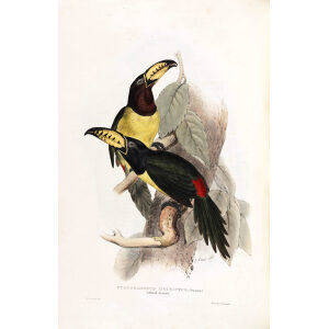 Lettered Aracari Plate 119 John Gould A Monograph of Ramphastidae or Family of Toucans