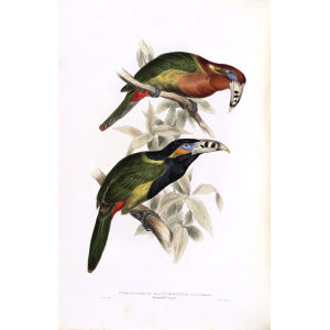 Spotted Bill Aracari Plate 123 John Gould A Monograph of Ramphastidae or Family of Toucans