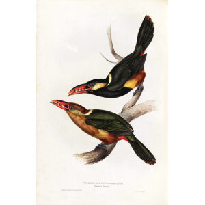 Natterers Aracari Plate 127 John Gould A Monograph of Ramphastidae or Family of Toucans
