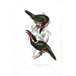 Koulik Aracari Plate 135 John Gould A Monograph of Ramphastidae or Family of Toucans