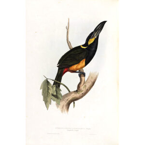 Langdorfs Aracari Plate 139 John Gould A Monograph of Ramphastidae or Family of Toucans