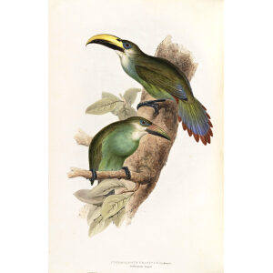 Golden Green Aracari Plate 143 John Gould A Monograph of Ramphastidae or Family of Toucans