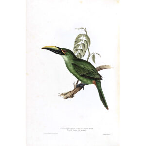 Peacock Groove Bill Aracari Plate 147 John Gould A Monograph of Ramphastidae or Family of Toucans