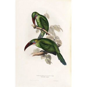 Grooved Bill Aracari Plate 151 John Gould A Monograph of Ramphastidae or Family of Toucans
