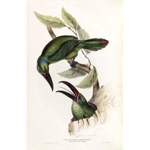 Derby's Groove Bill Aracari Plate 155 John Gould A Monograph of Ramphastidae or Family of Toucans