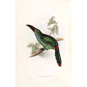 Rumped Groove Bill Aracari Plate 159 John Gould A Monograph of Ramphastidae or Family of Toucans