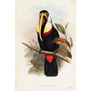 John Gould - Inca Toucan - A Monograph of the Ramphastidae, or Family of Toucans - Museum quality giclee print