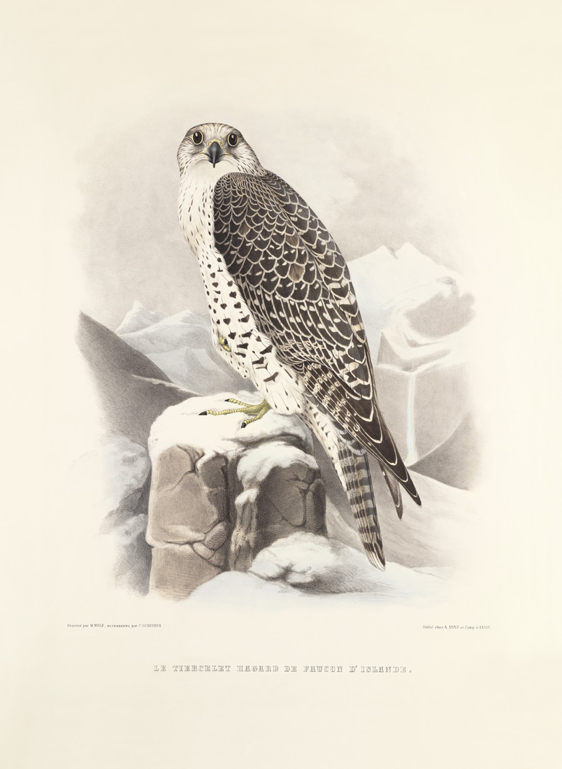 Le tiercelet hagard de faucon d’Islande. Traite de Fauconnerie. Hermann Schlegel. Giclee Print