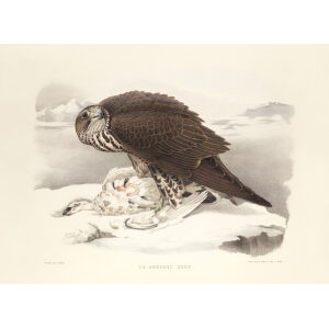 Le gerfaut sors. Traite de Fauconnerie. Hermann Schlegel. Giclee Print