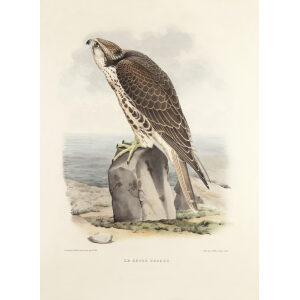 Le sacre hagard. Traite de Fauconnerie. Hermann Schlegel. Giclee Print
