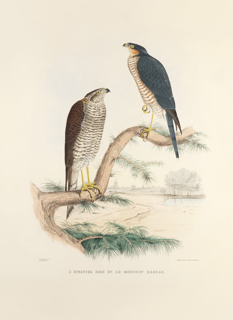 L'épervier sors et le mouchet hagard. Traite de Fauconnerie. Hermann Schlegel. Giclee