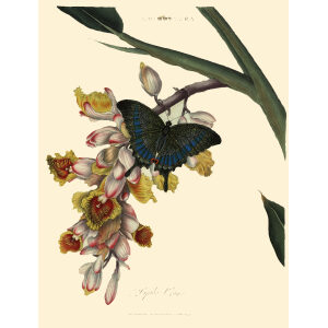 Donovan - China - Lepidoptera Papilio Crino. Insects of China, India and New Holland (Australia). Giclee Print