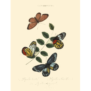 Donovan - China - Lepidoptera Papilio Vesta. Insects of China, India and New Holland (Australia). Giclee Print