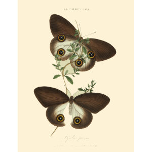 Donovan - China - Lepidoptera Papilio Jairus. Insects of China, India and New Holland (Australia). Giclee Print