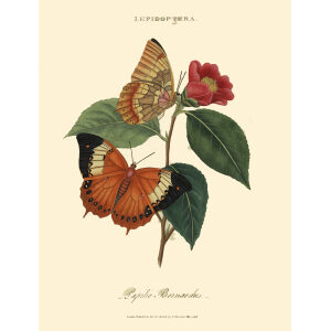 Donovan - China - Lepidoptera Papilio Bernardus. Insects of China, India and New Holland (Australia). Giclee Print