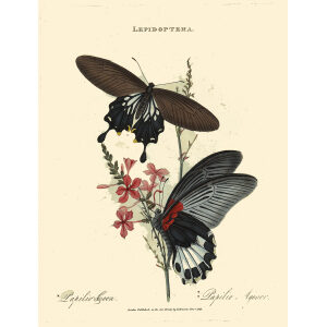 Donovan China-18 Lepidoptera Papilio Coon Papilio Agenor