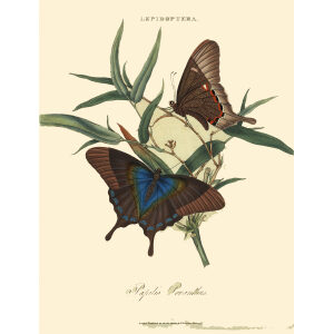 Donovan - China - Lepidoptera - Papilio Peranthus. Insects of China, India and New Holland (Australia). Giclee Print
