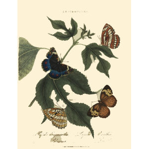 Donovan - China - Lepidoptera - Papilio Erymanthus. Insects of China, India and New Holland (Australia). Giclee Print