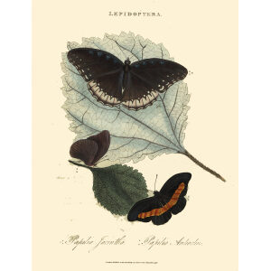 Donovan - China - Lepidoptera - Papilio Jacintha. Insects of China, India and New Holland (Australia). Giclee Print