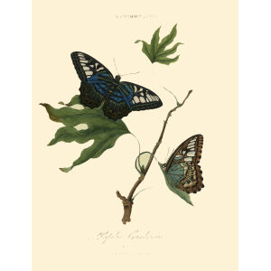 Donovan - China - Lepidoptera Papilio Gambrisius. Insects of China, India and New Holland (Australia). Giclee Print